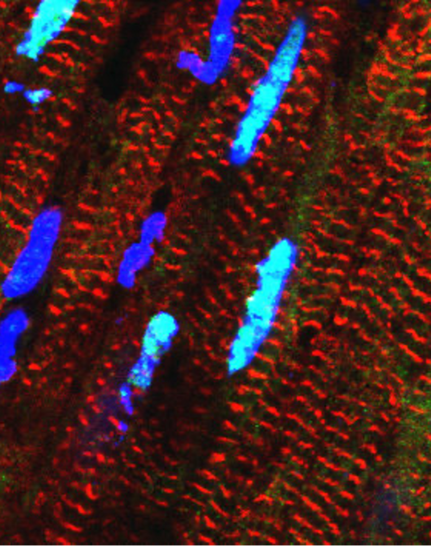 © Michael Radke, Max Delbrück Center