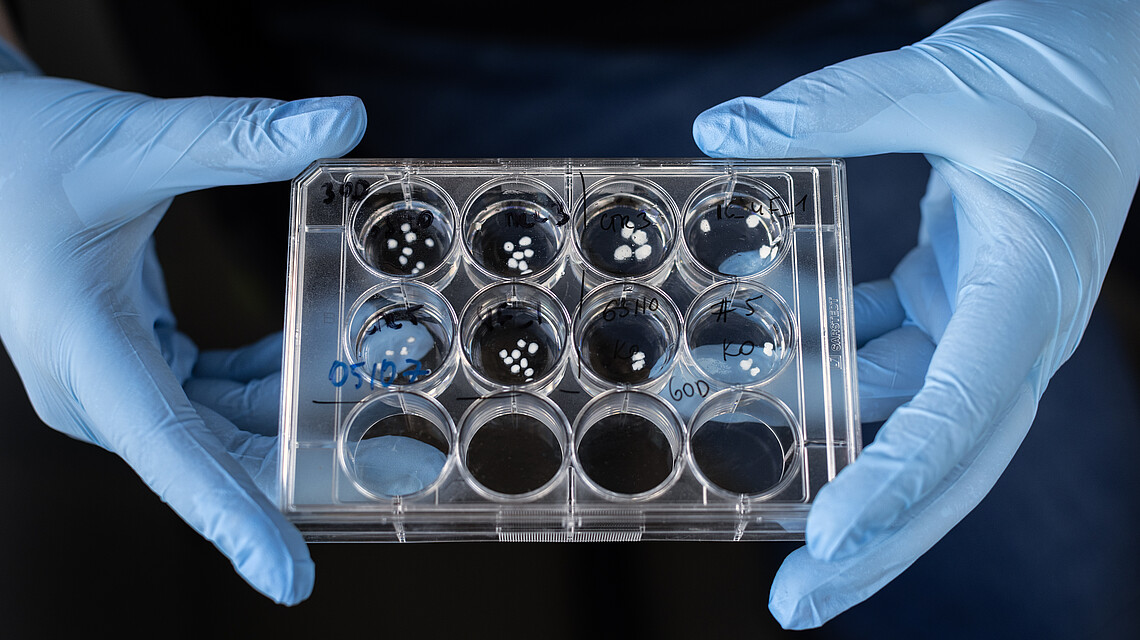  © Einstein Stiftung Berlin | Pablo Castagnola