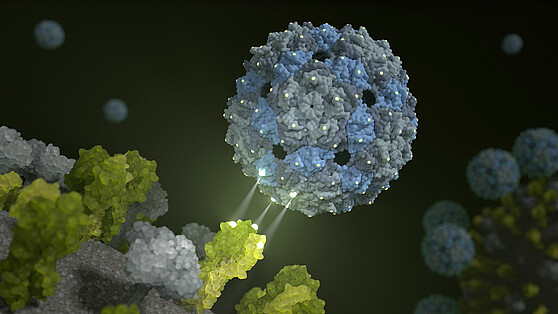 Phagenhülle dockt an das Influenza-Virus an.